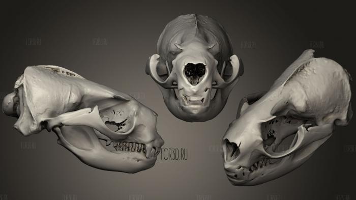 Animal Skulls 022 stl model for CNC